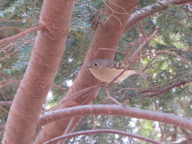 Ruby-crowned Kinglet - ML151711701