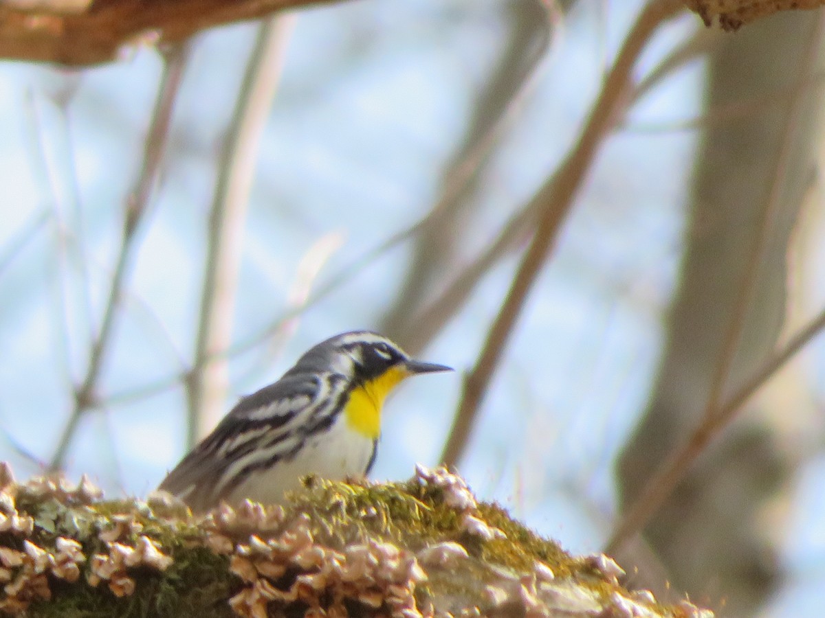 Yellow-throated Warbler - ML151712831