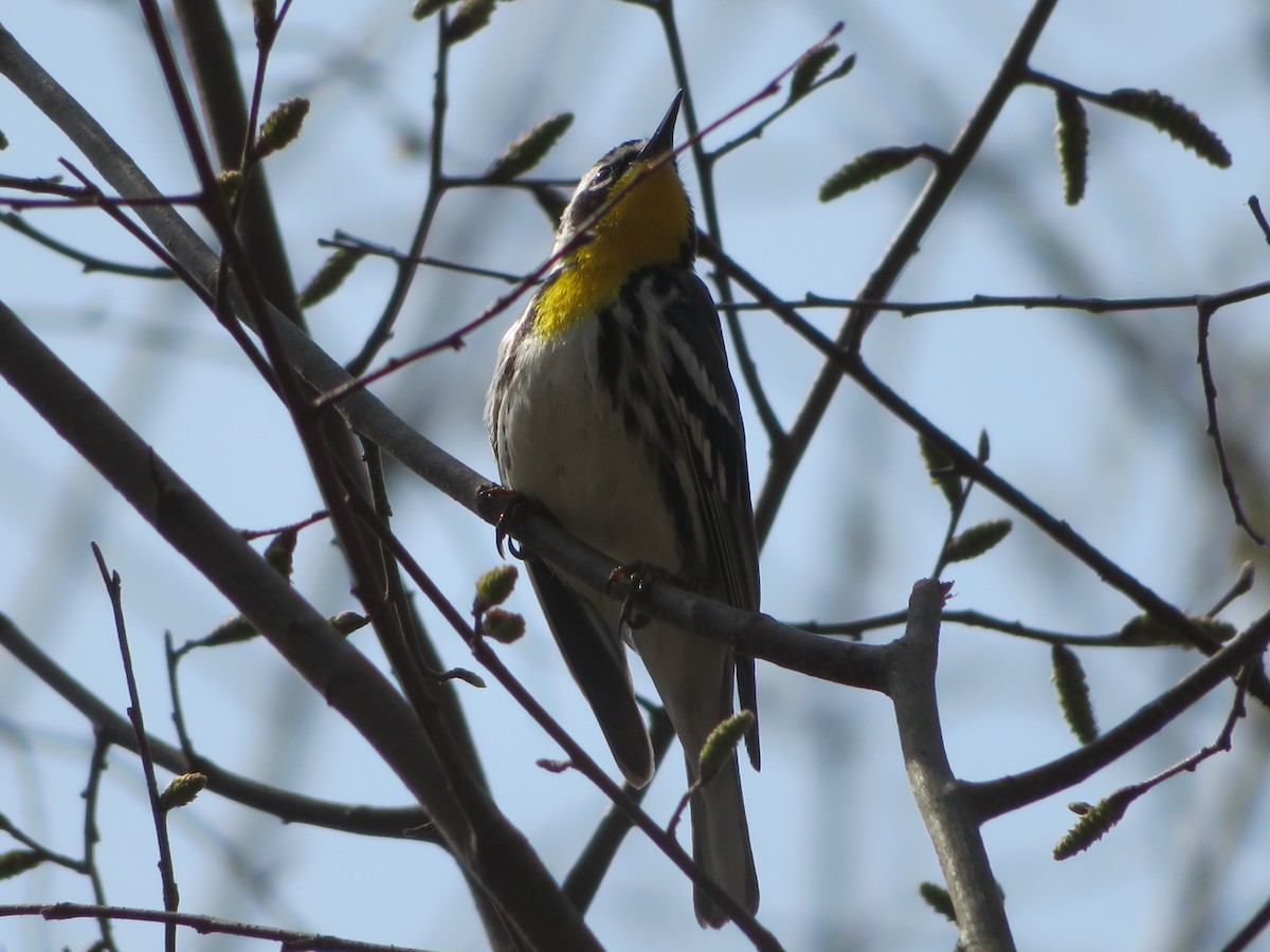 Yellow-throated Warbler - ML151712861