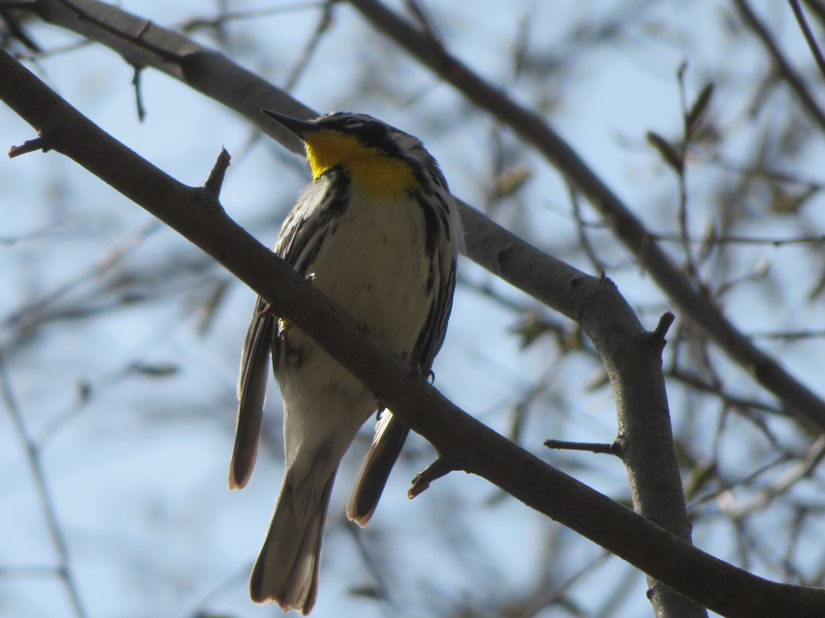 Yellow-throated Warbler - ML151712871