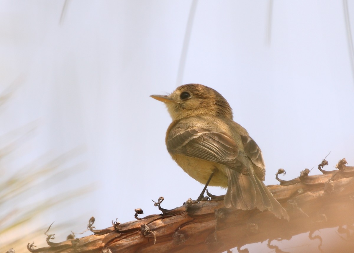 Buff-breasted Flycatcher - ML151714241