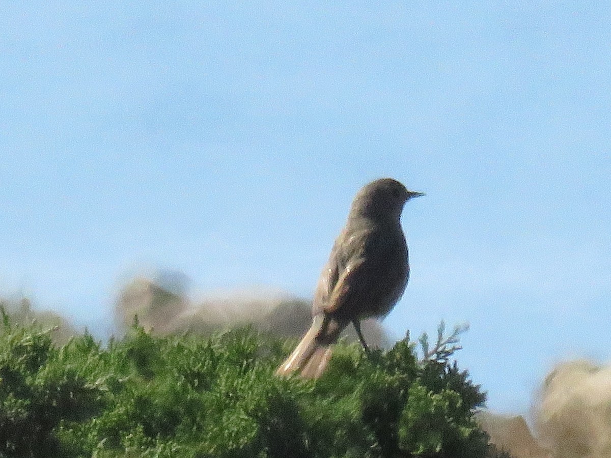 Black Redstart - ML151715241