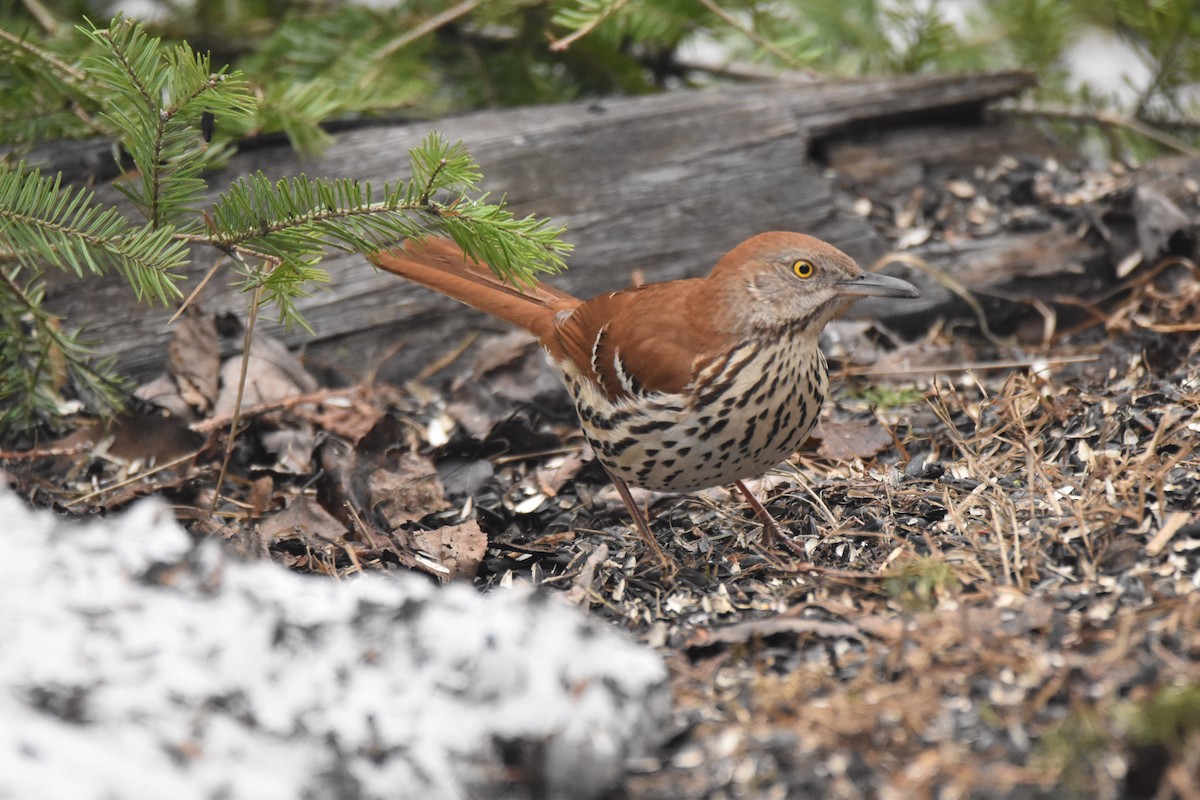 Brown Thrasher - ML151715591