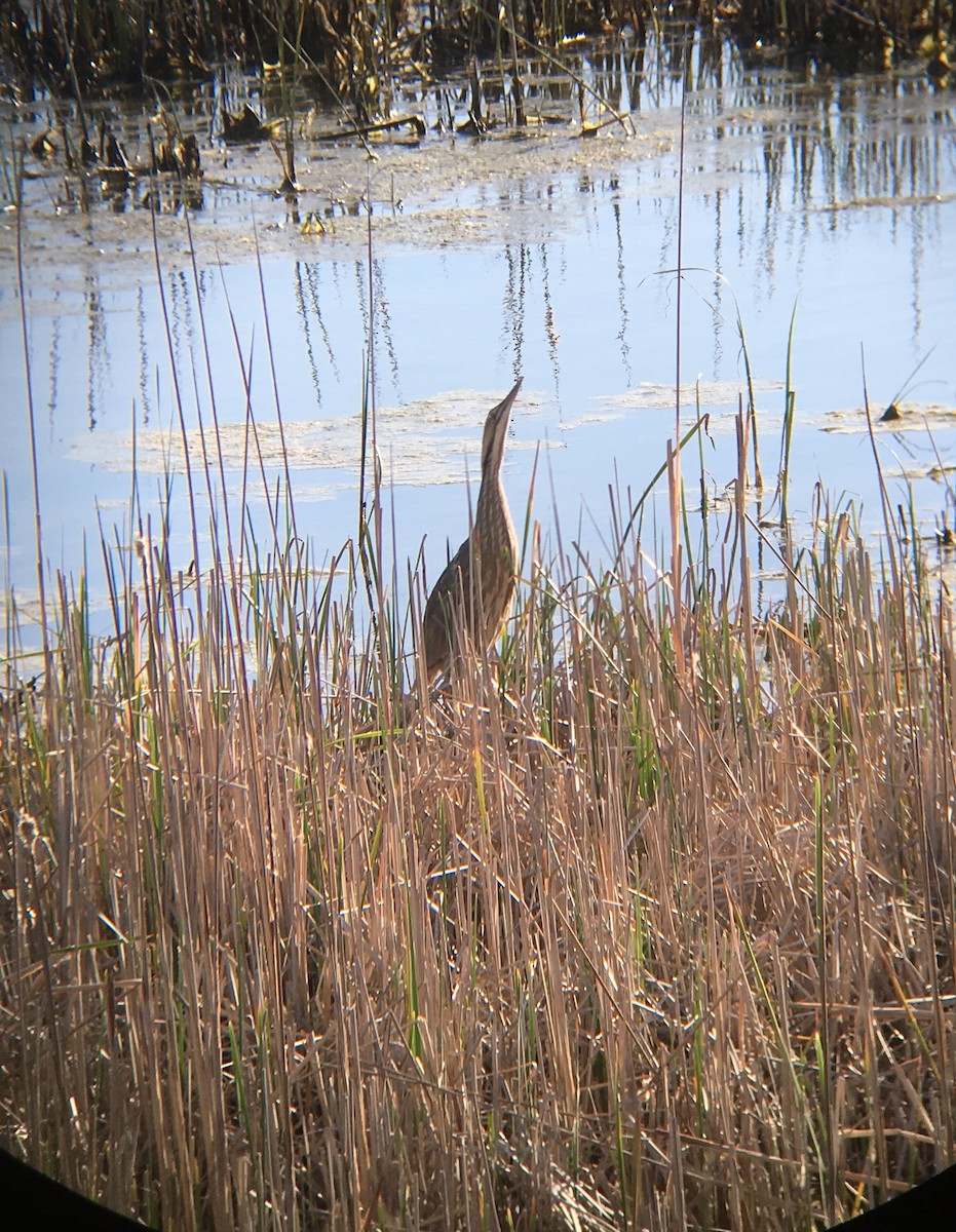 American Bittern - ML151717201