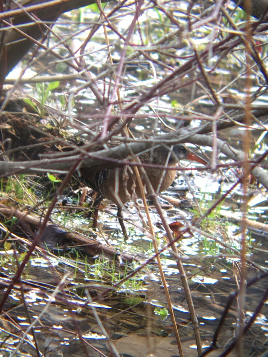 Virginia Rail - ML151717731