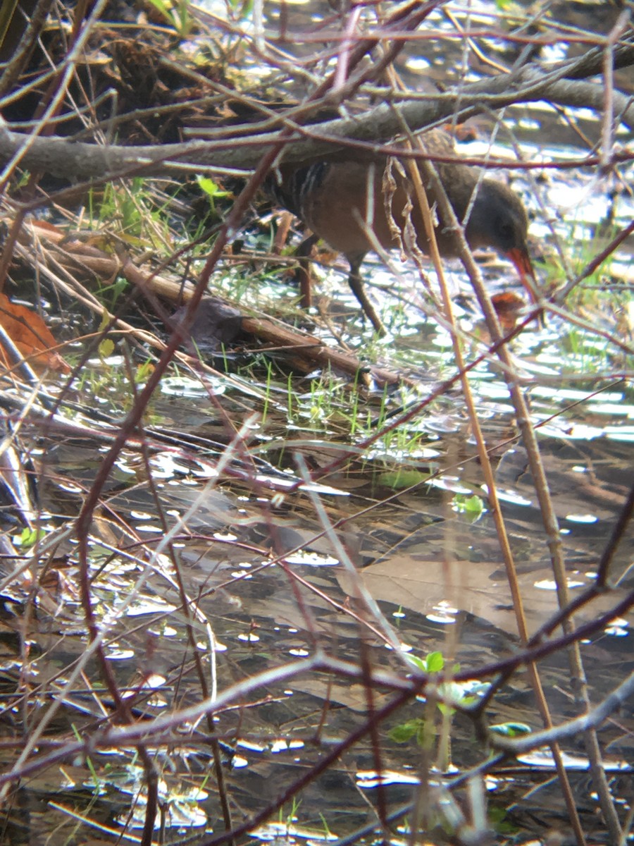 Virginia Rail - ML151717741