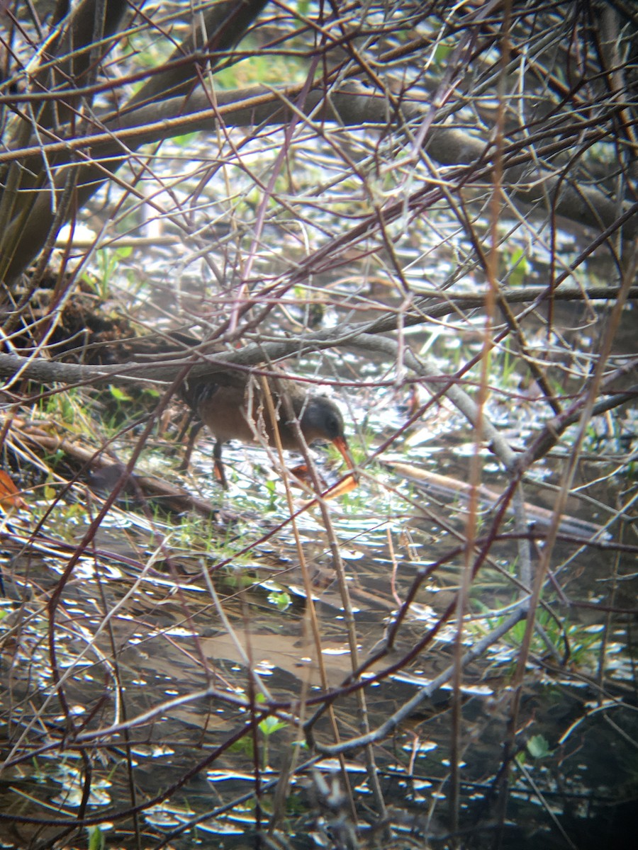 Virginia Rail - ML151717791