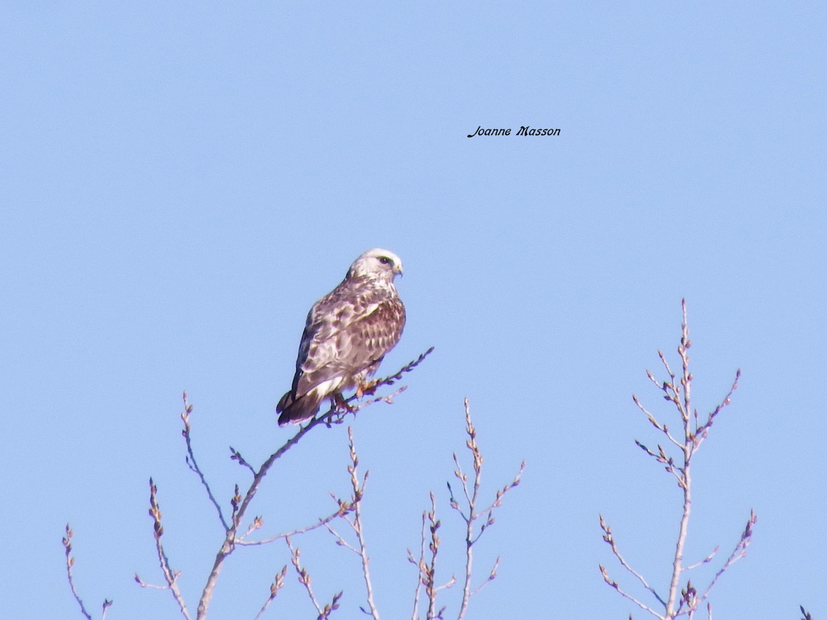 Rough-legged Hawk - Joanne Masson