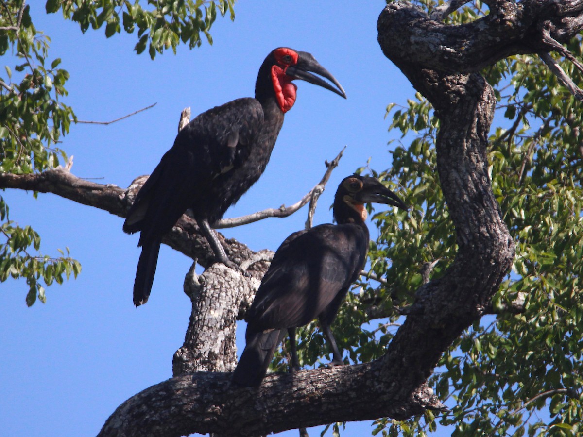 Southern Ground-Hornbill - ML151721651