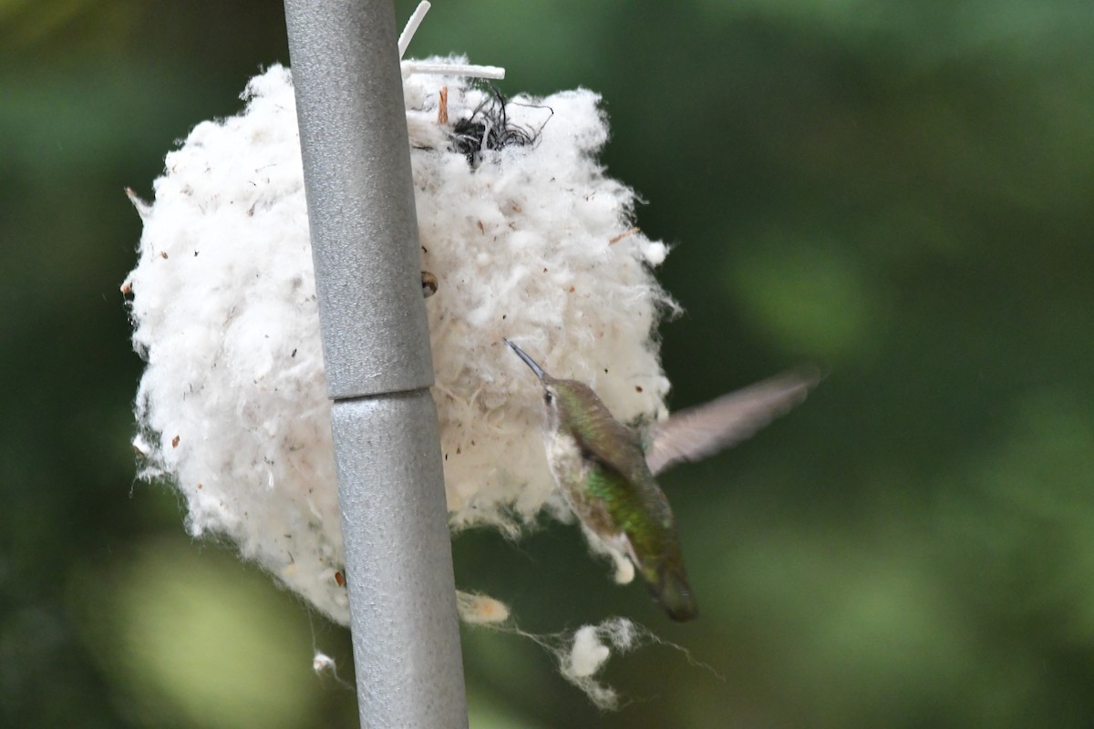 Anna's Hummingbird - ML151725541