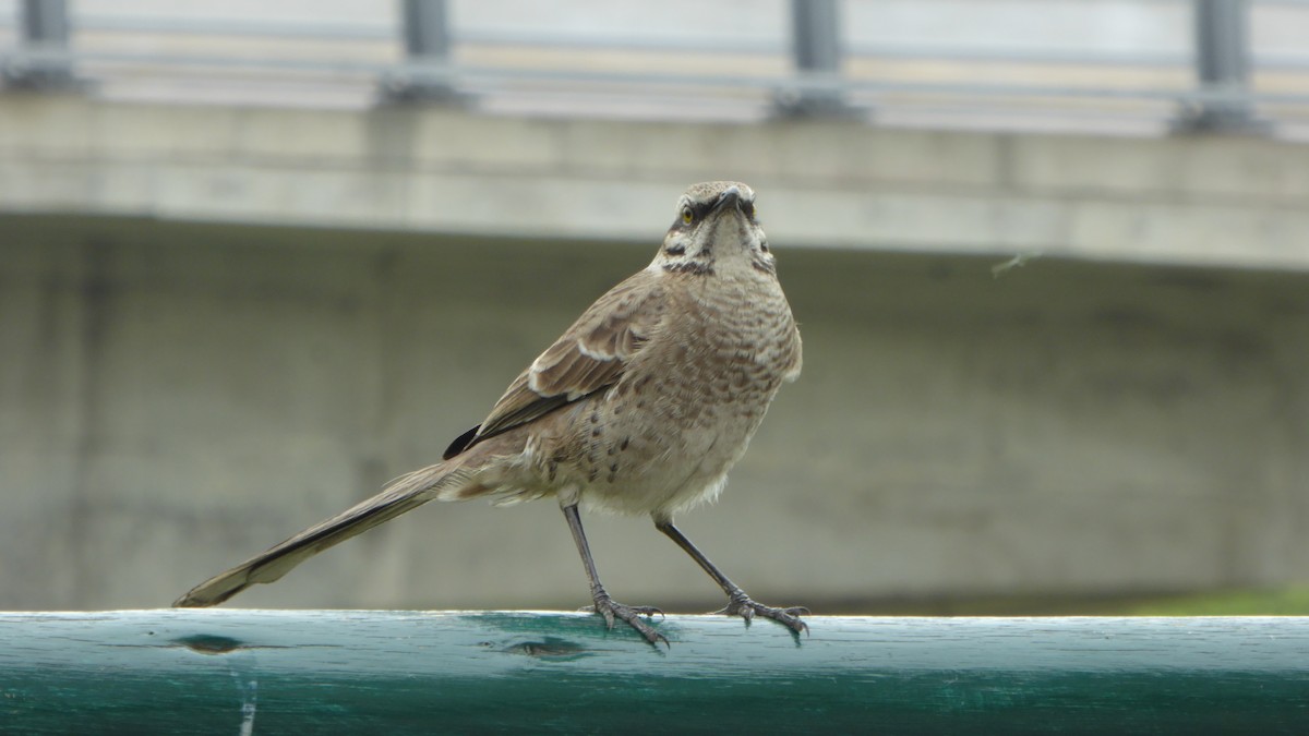 Long-tailed Mockingbird - ML151725641