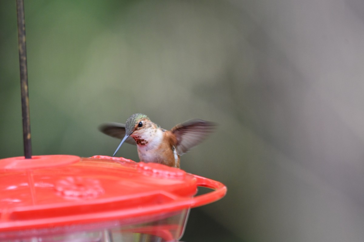 Rufous Hummingbird - ML151725671