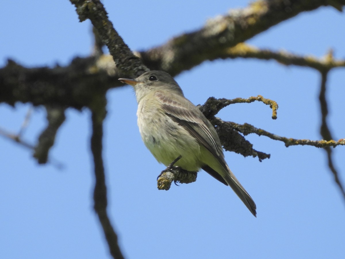 Hammond's Flycatcher - ML151727581