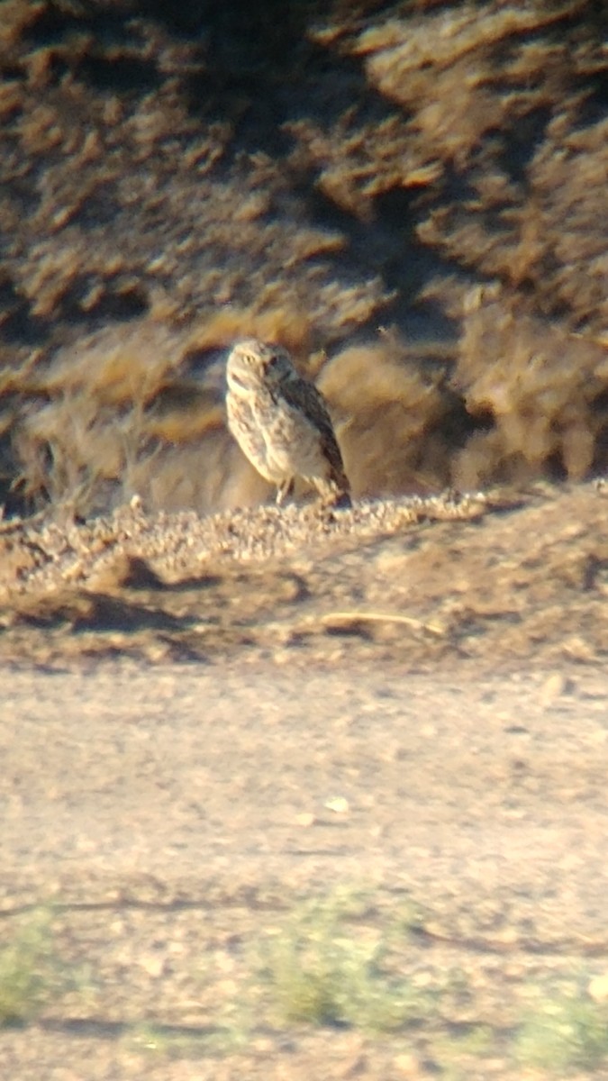 Burrowing Owl - Kevin Bergersen