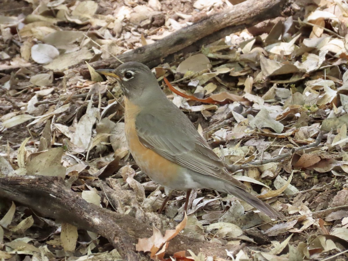 American Robin - ML151728411