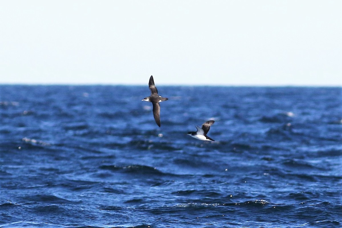 Manx Shearwater - Peter Flood