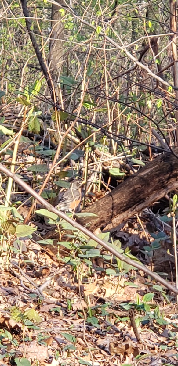 American Robin - ML151728561