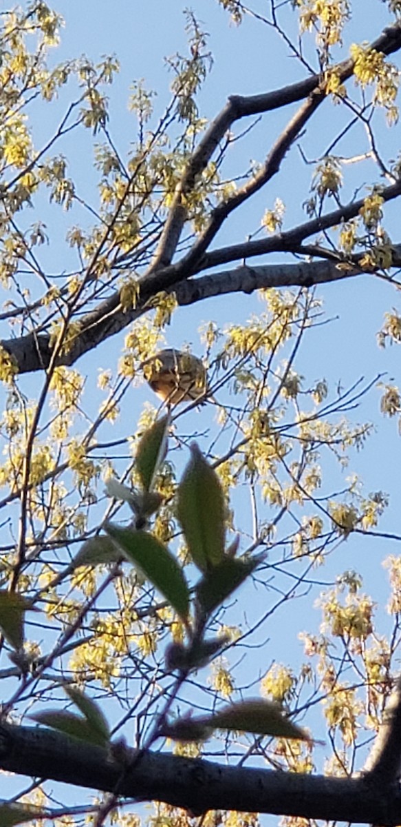 American Bittern - ML151728641