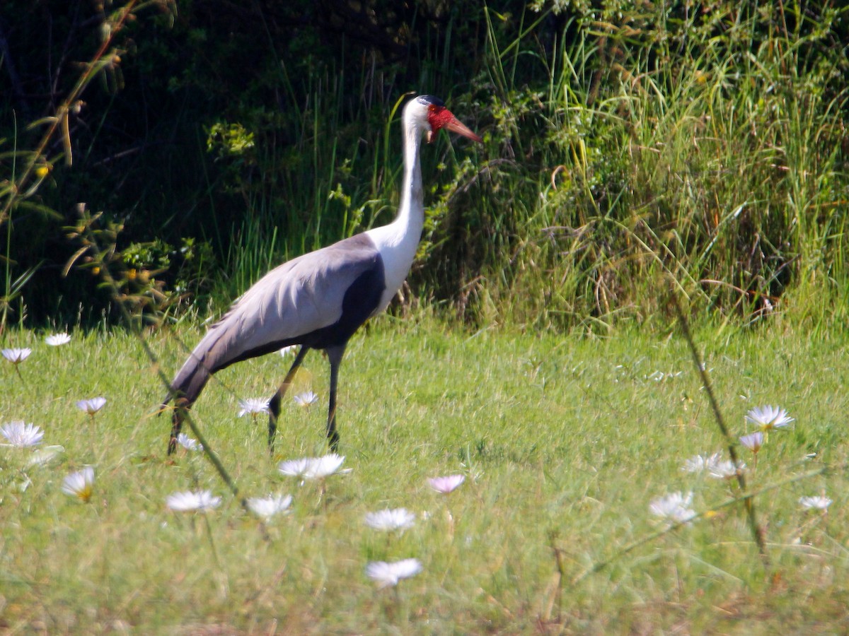 Wattled Crane - ML151728681