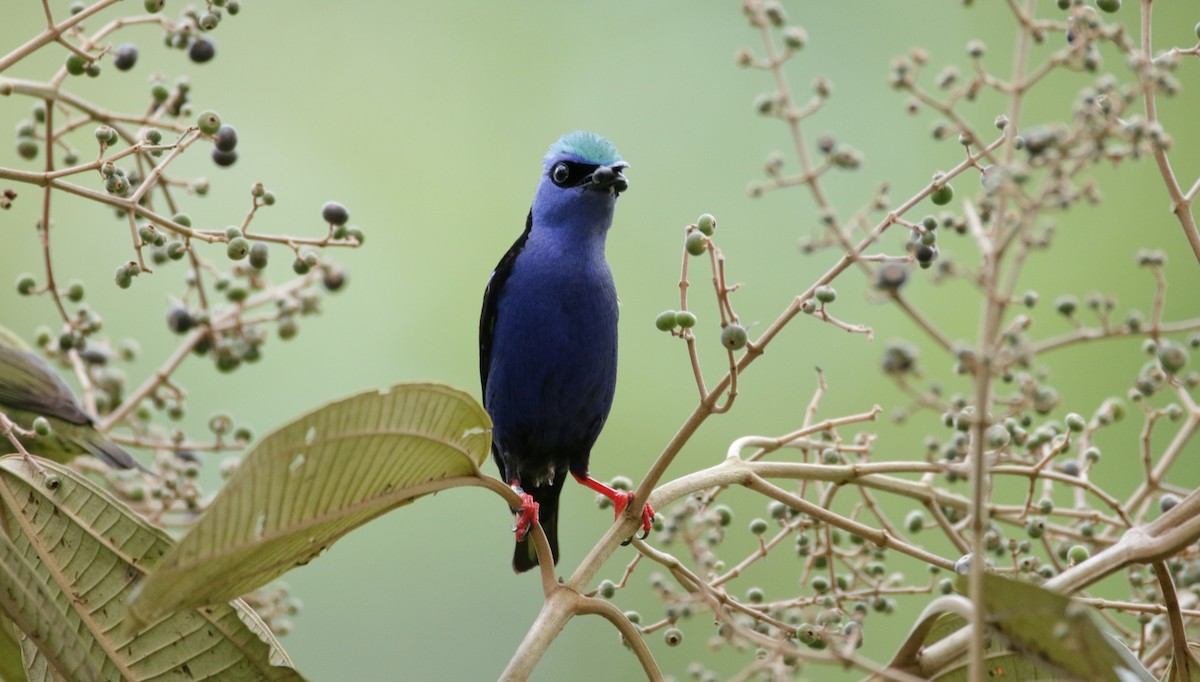 Red-legged Honeycreeper - Stefano Ianiro