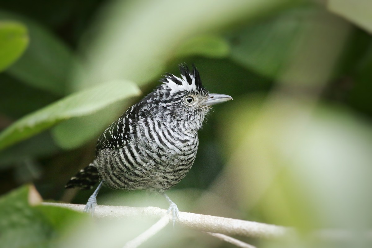 Barred Antshrike - ML151729431