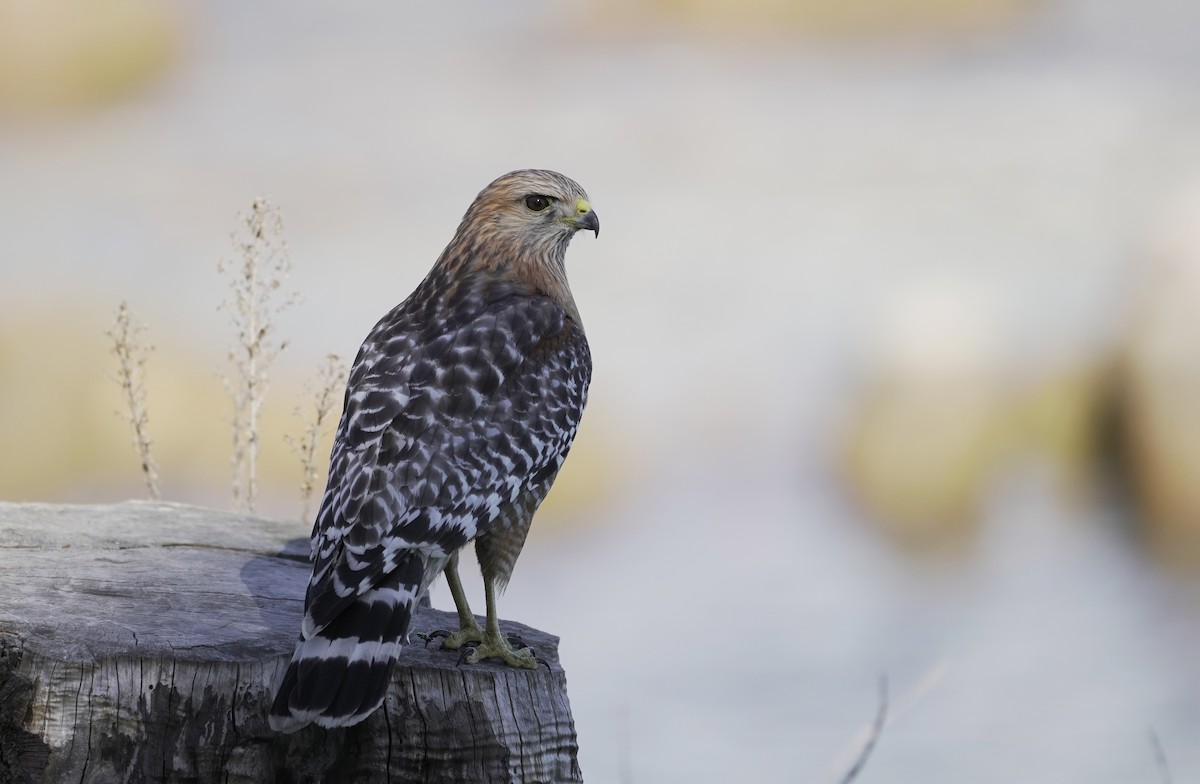 Red-shouldered Hawk - ML151731031