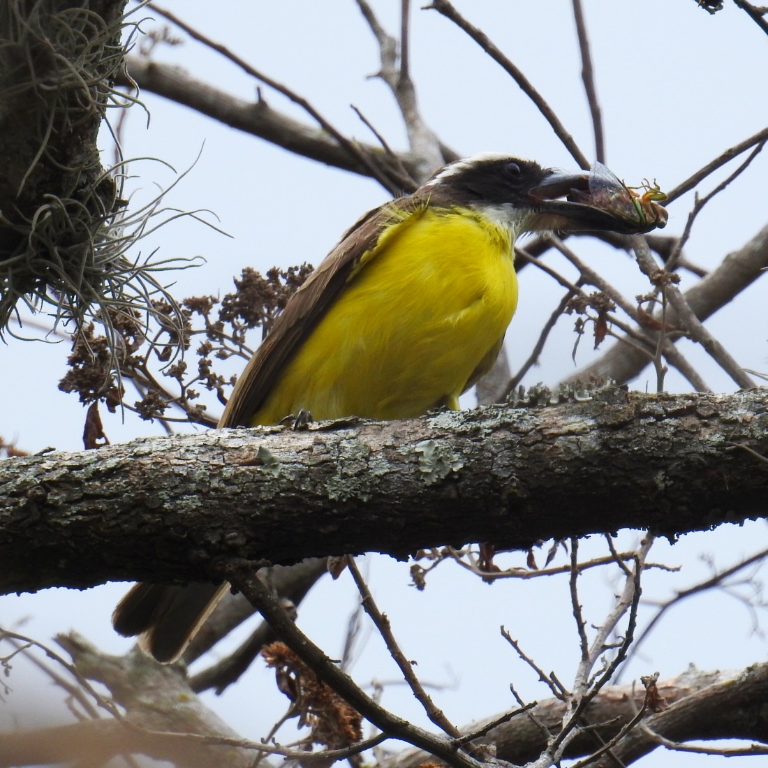 Boat-billed Flycatcher - Fernando Nunes