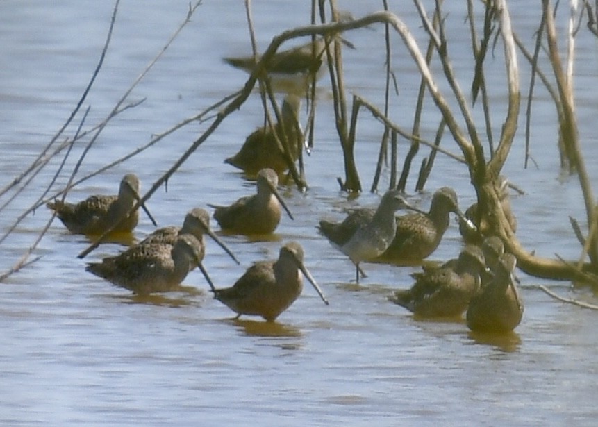 Long-billed Dowitcher - Joe Wujcik