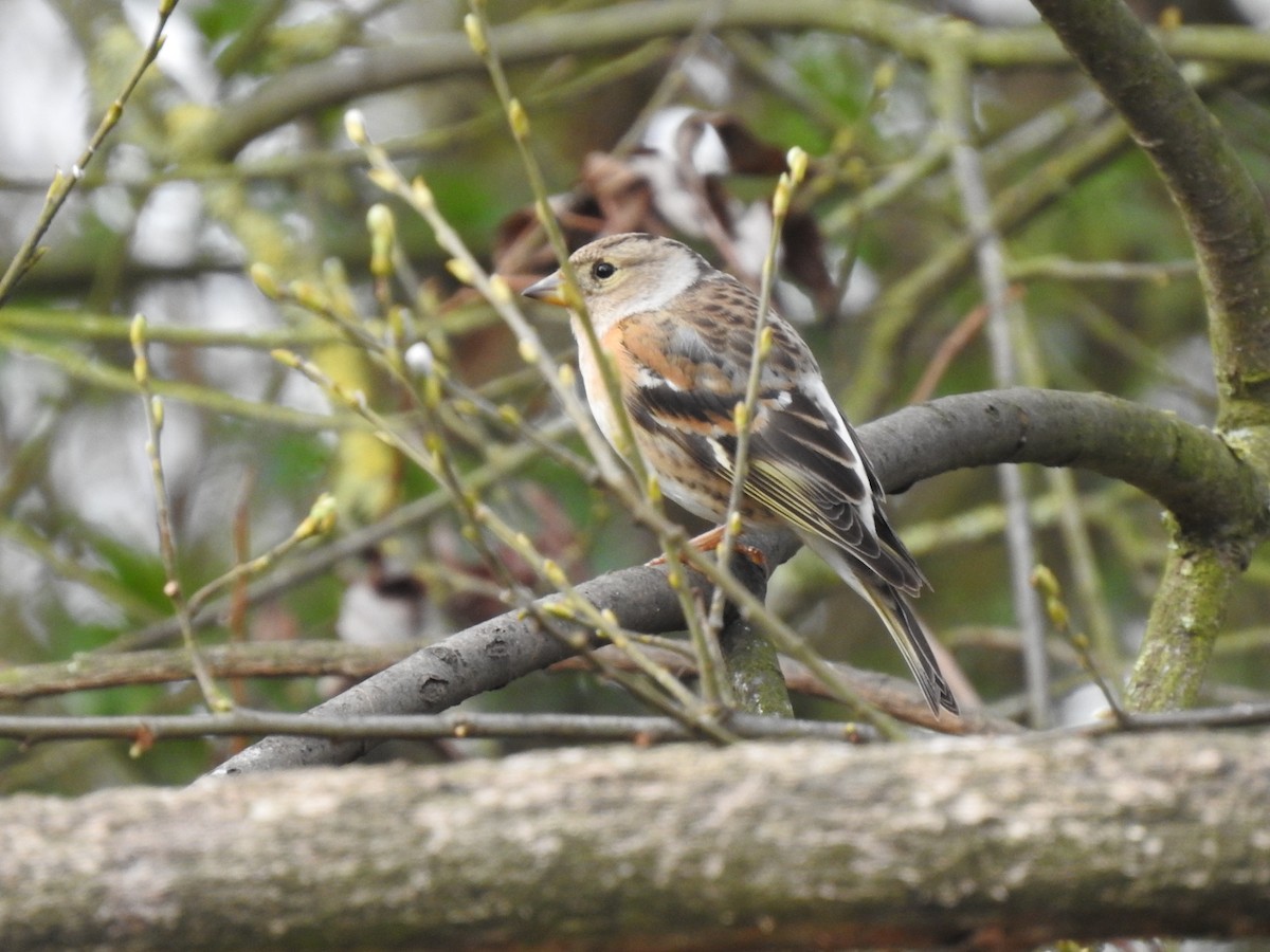 Brambling - oren baum