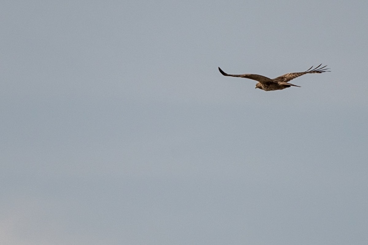 Red-shouldered Hawk - Andrea C