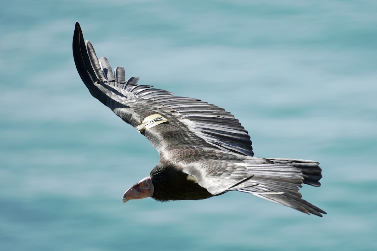 Condor de Californie - ML151731961