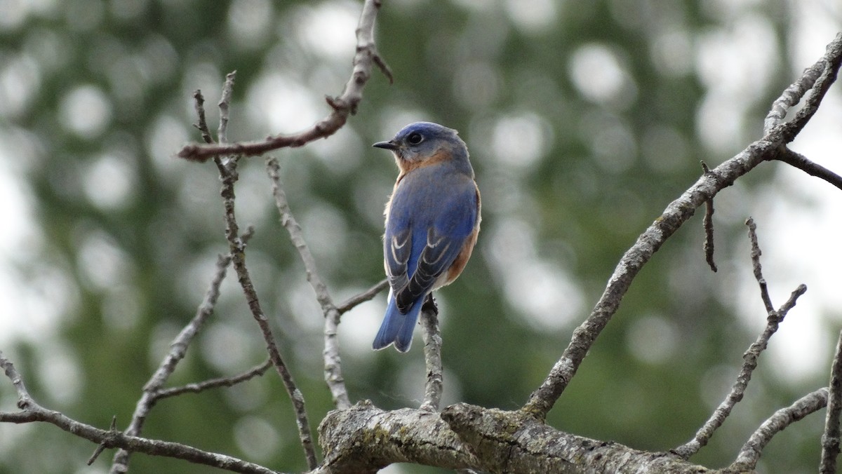 Eastern Bluebird - ML151732691