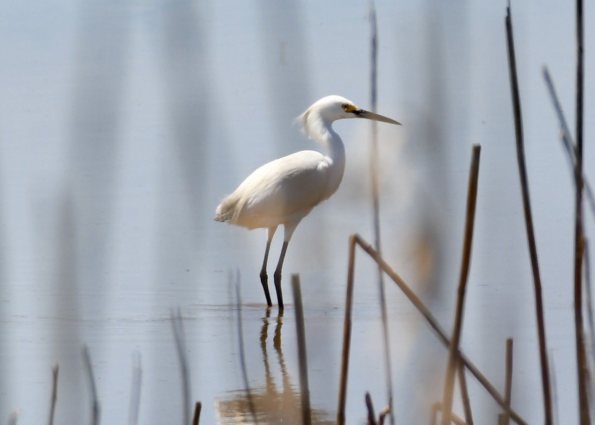 Snowy Egret - ML151732781