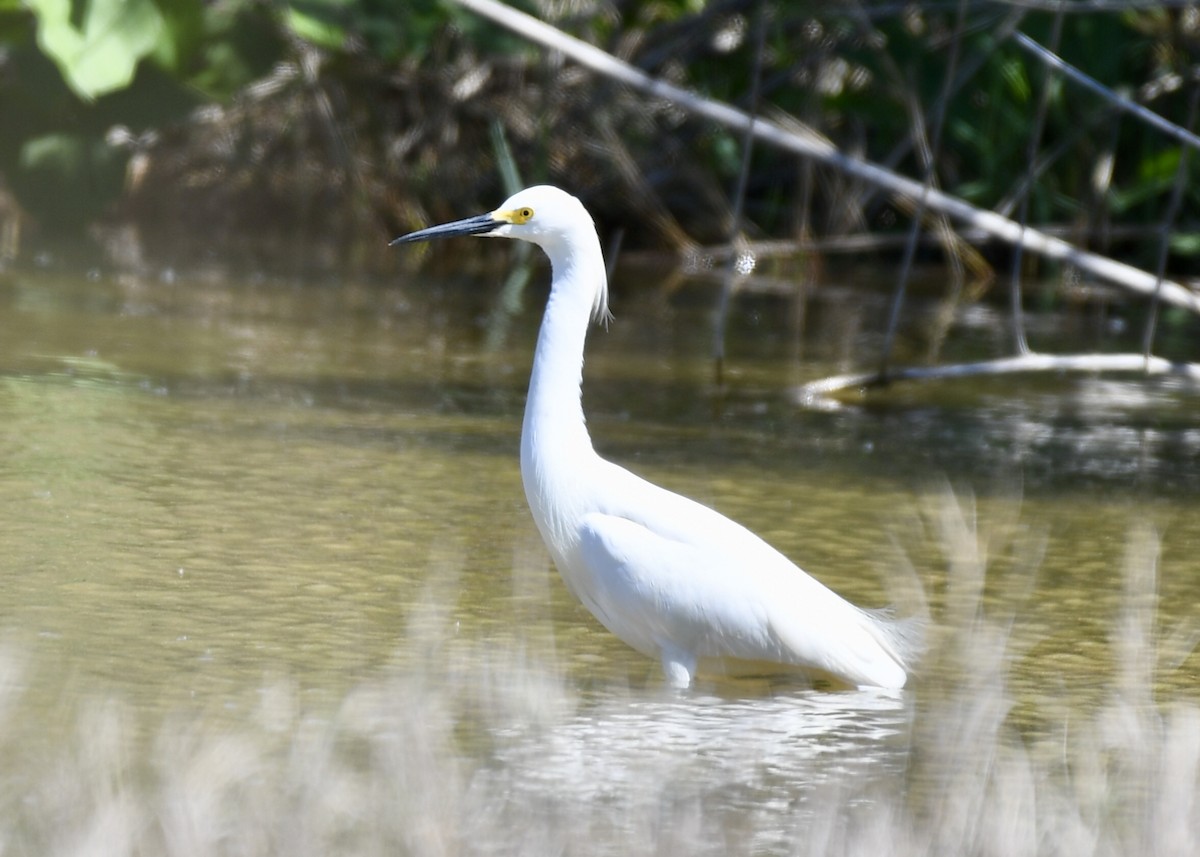 Snowy Egret - ML151732801