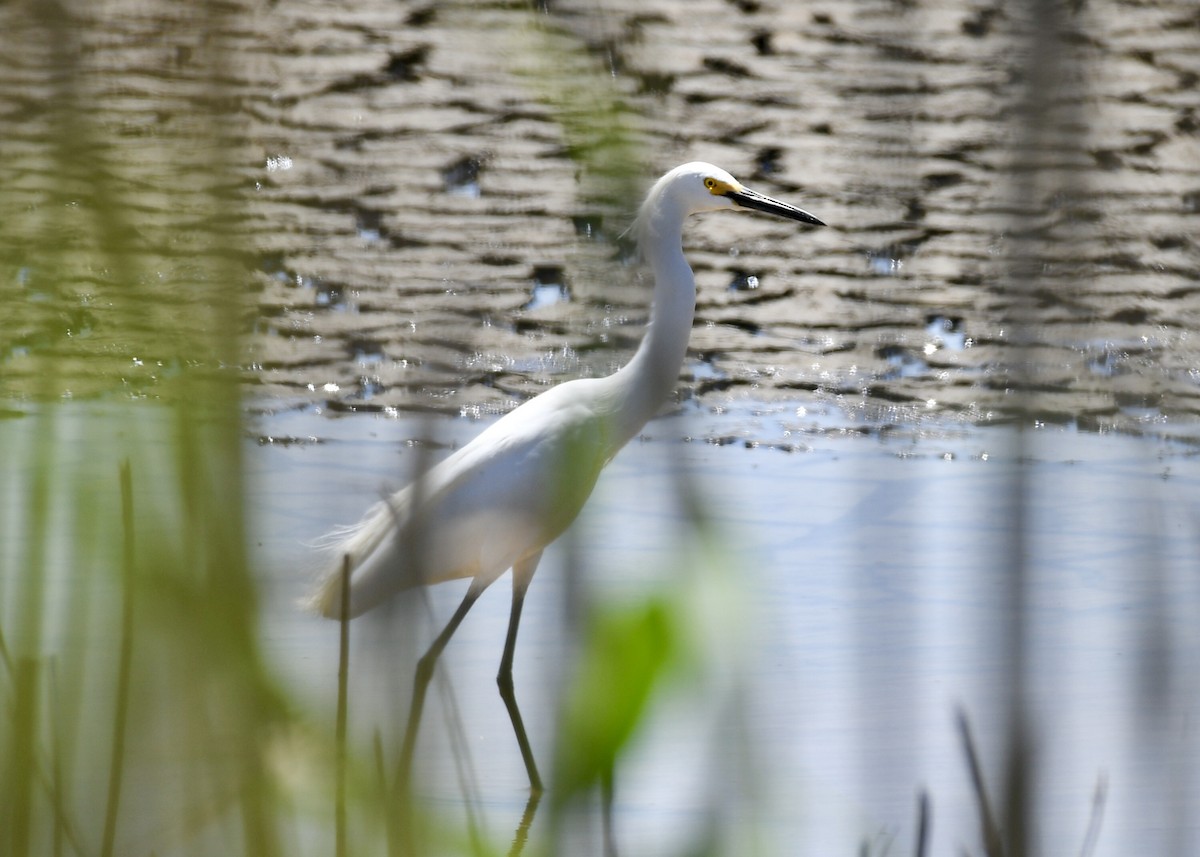 Snowy Egret - ML151732811