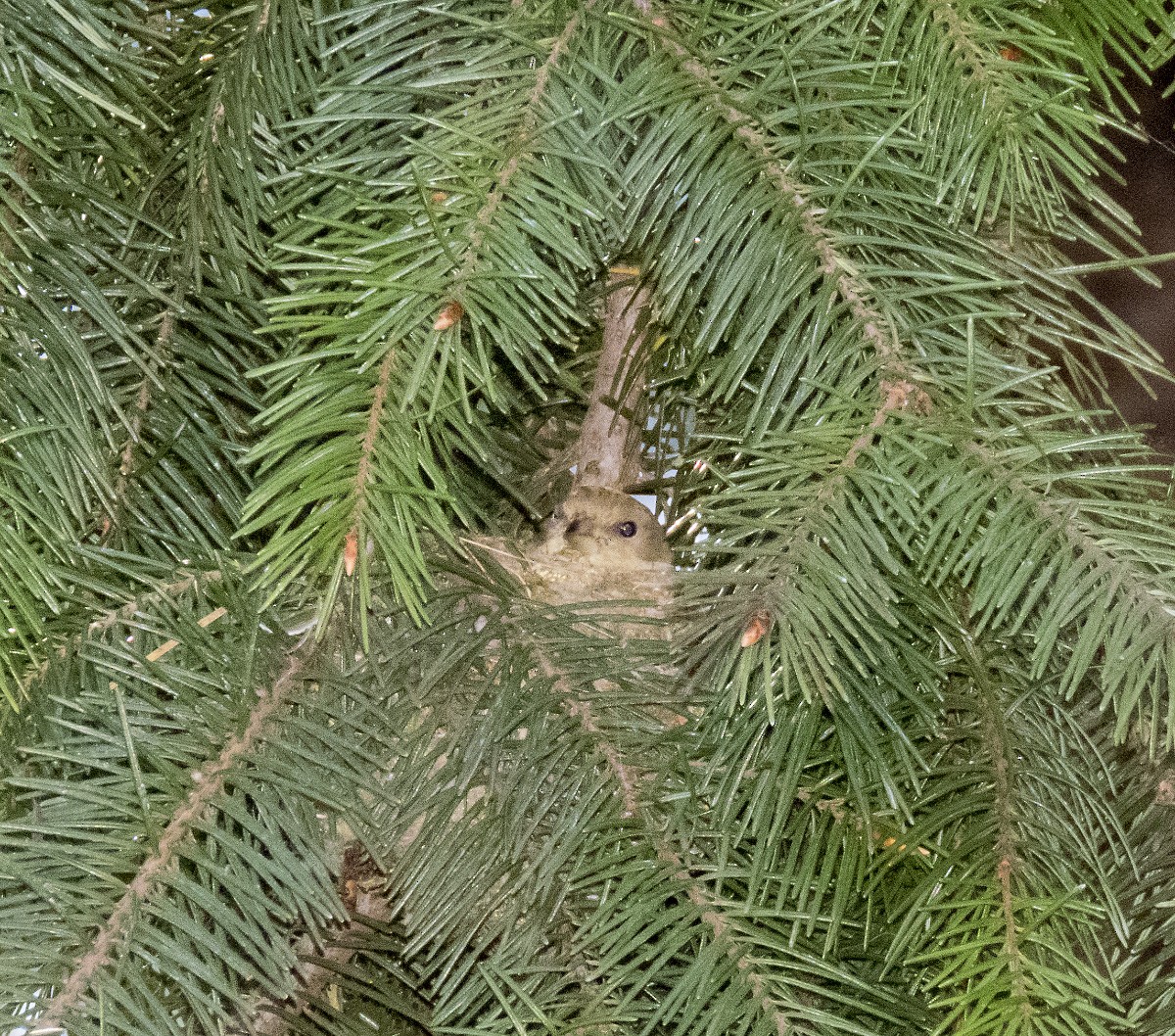 Lesser Goldfinch - ML151733121