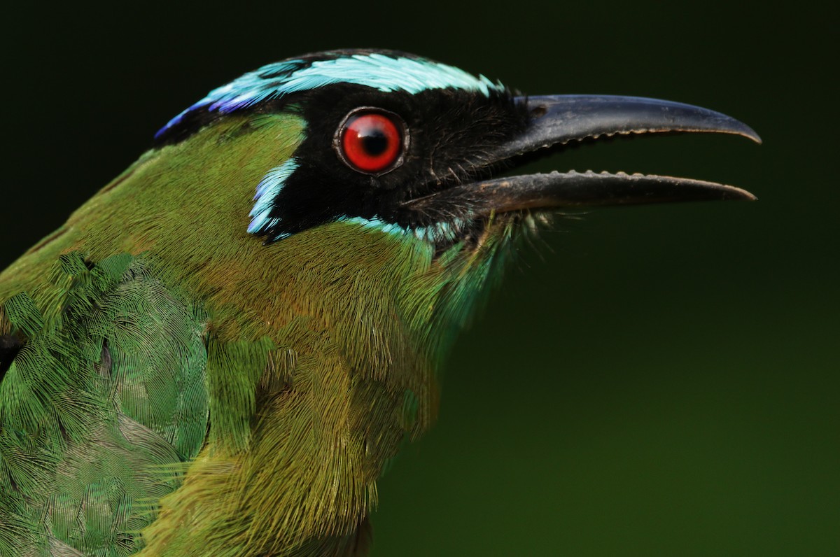 Lesson's Motmot - ML151733311