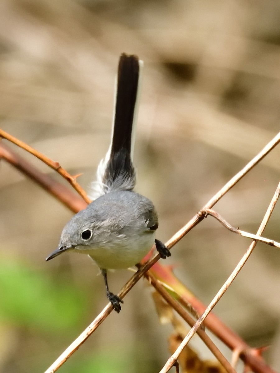 Blue-gray Gnatcatcher - ML151734211