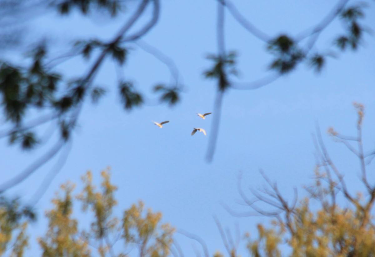 Great Egret - ML151734671