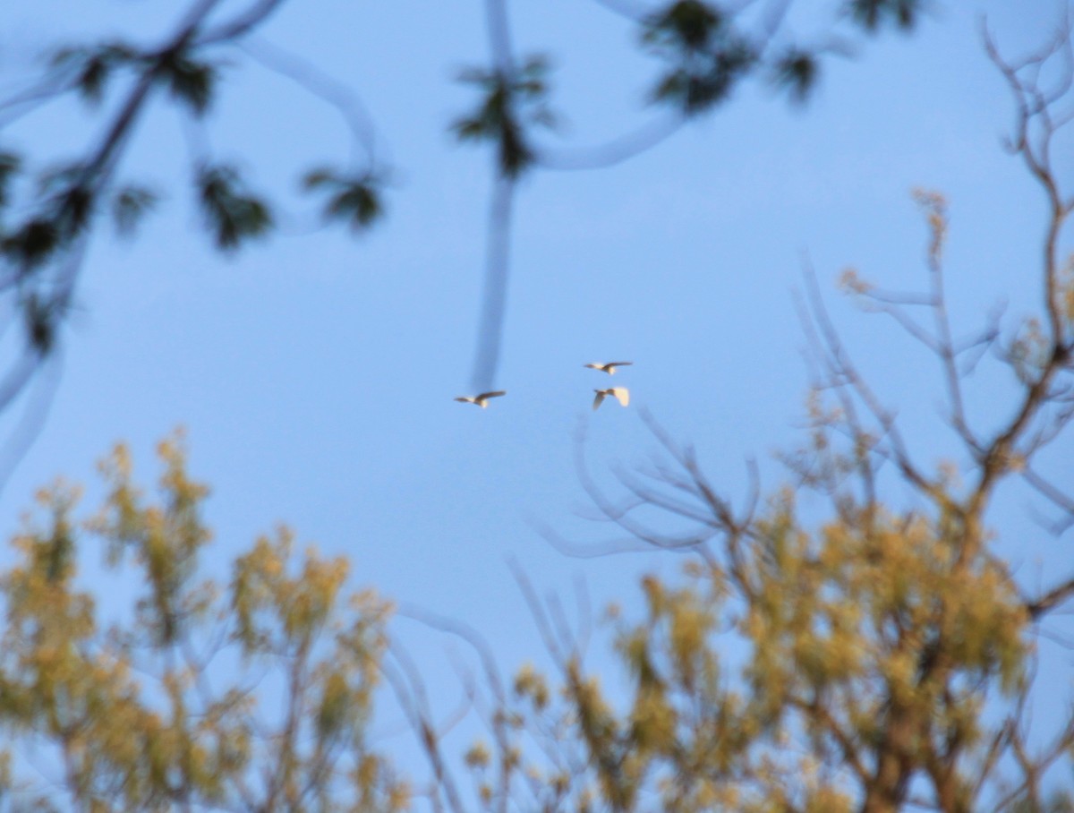 Great Egret - ML151734711