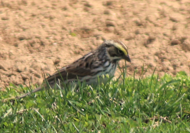 Savannah Sparrow - ML151735461