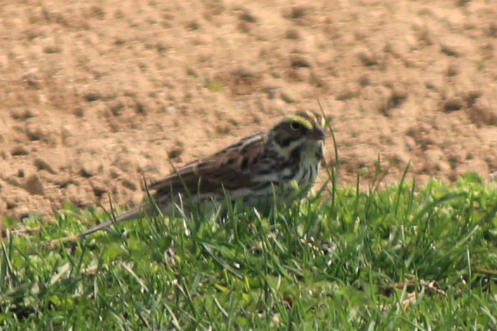 Savannah Sparrow - Patrick Shure