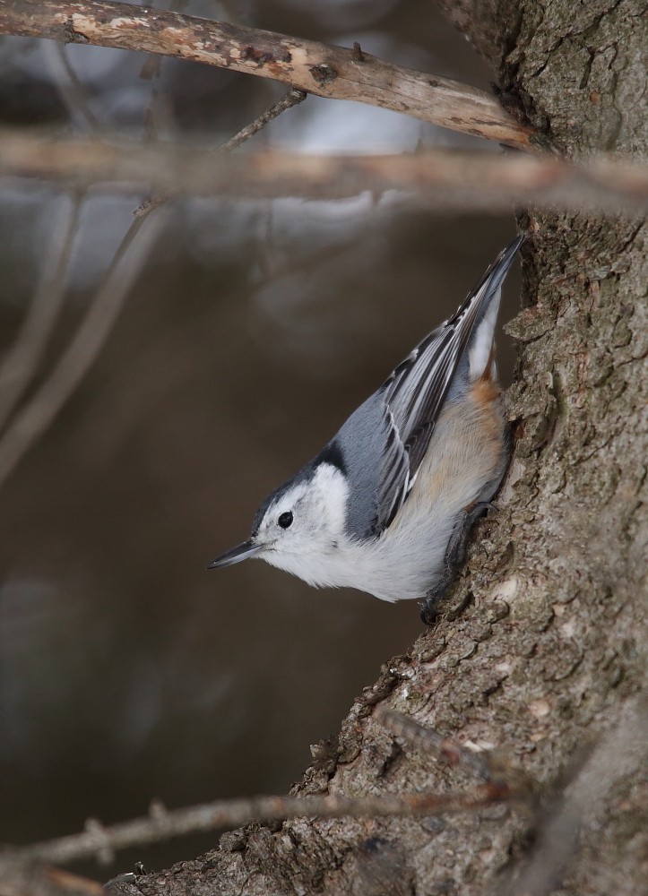White-breasted Nuthatch - ML151735851