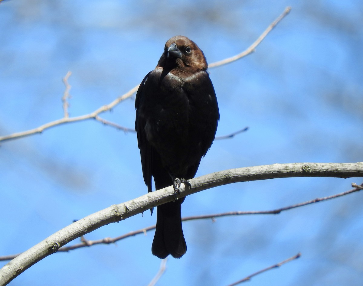 Brown-headed Cowbird - ML151736121