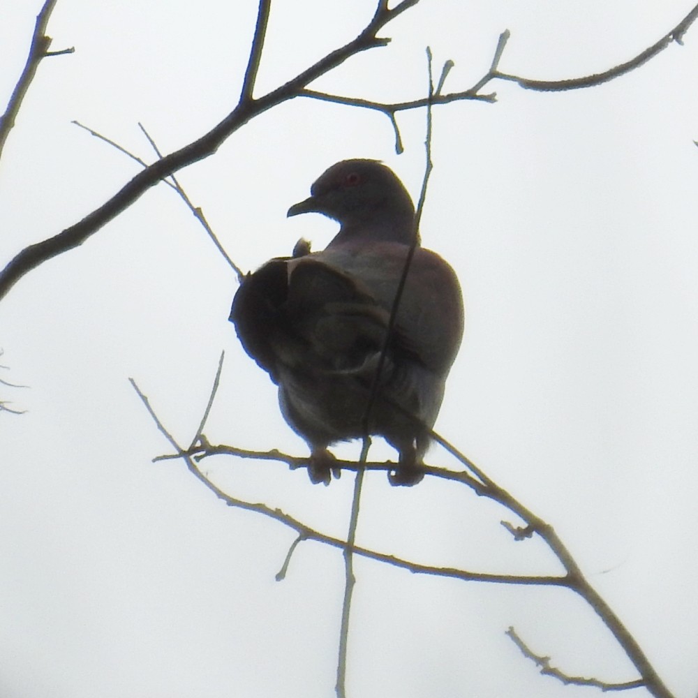 Pale-vented Pigeon - ML151736761