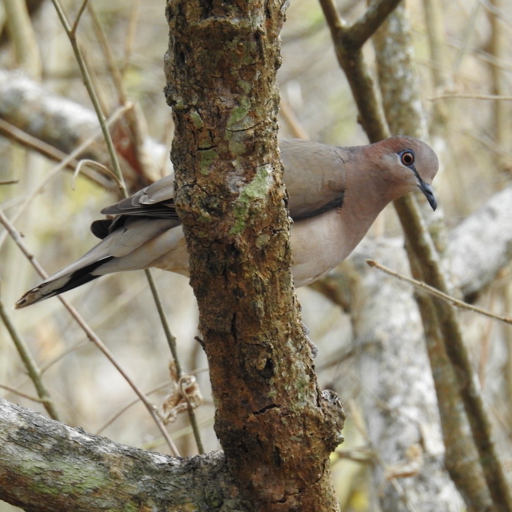 White-tipped Dove - ML151736891