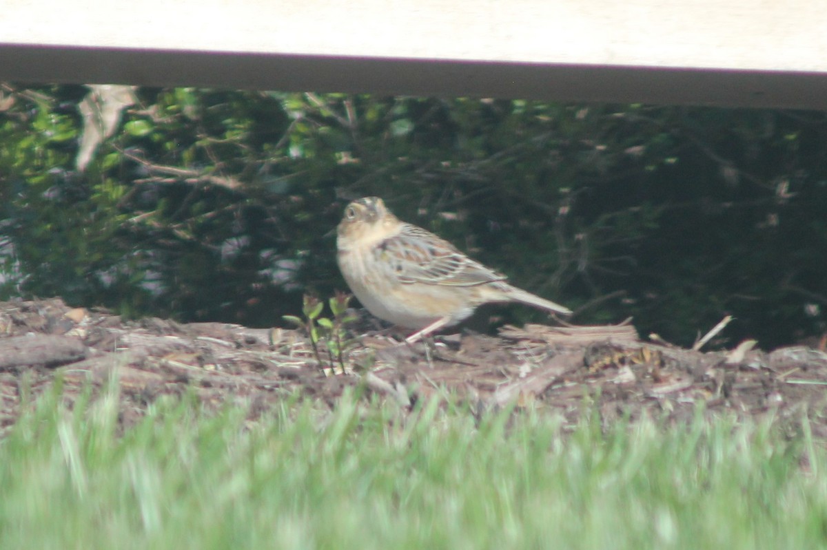 Grasshopper Sparrow - ML151737031