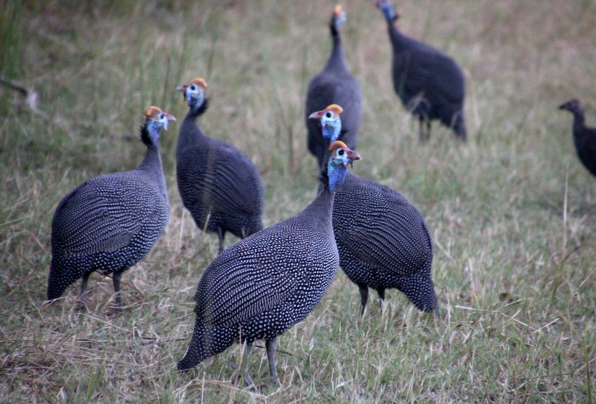 Helmeted Guineafowl - ML151737081