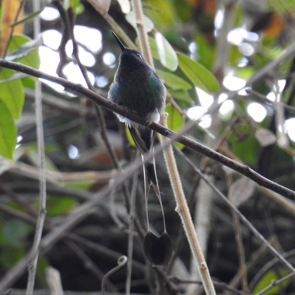 White-booted Racket-tail - ML151737391