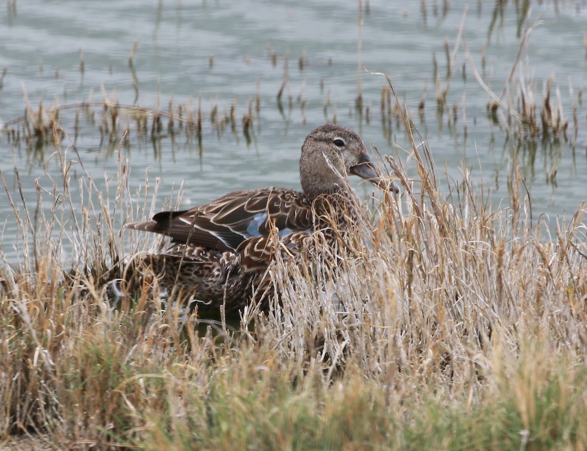 Blue-winged Teal - ML151737491